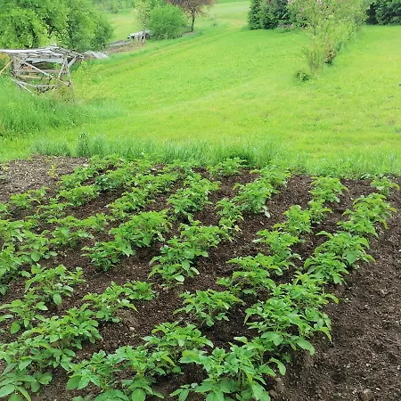 アパート House Andrej ボーヒニ