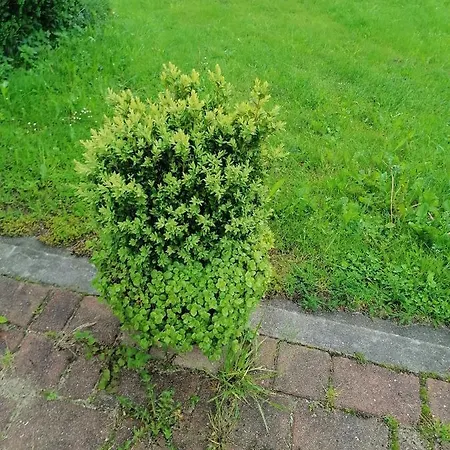 House Andrej アパート ボーヒニ