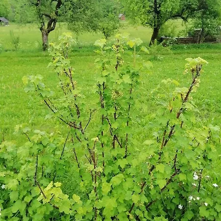 House Andrej Apartman Bohinji-tó