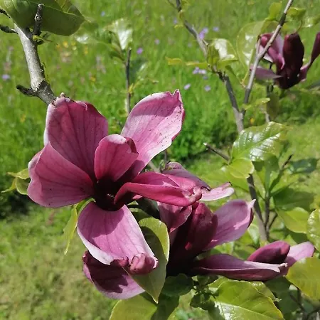 House Andrej アパート