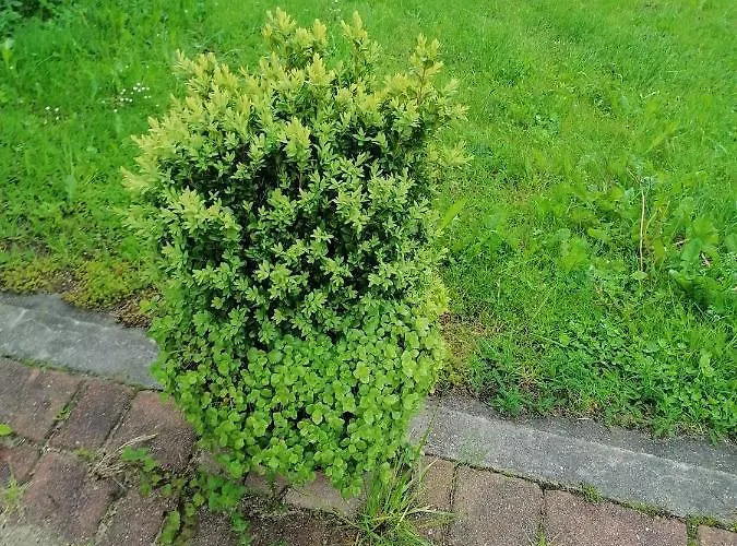 House Andrej Апартаменты Бохинь