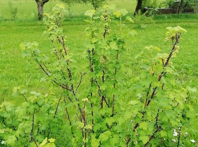 House Andrej Апартаменты Бохинь