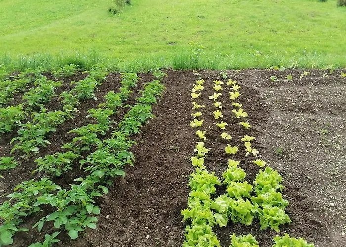 House Andrej Апартаменты