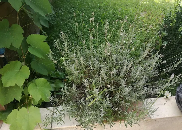 Апартаменты House Andrej